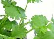 Is Coriander Juice Useful for Weight Reduction?