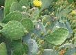 Nopal-Prickly Pear Cactus