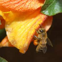 Bee Pollen Bee Propolis Diet Weight Loss