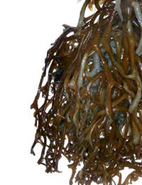 Seaweed Dulse Wakame Kombu Kelp Nori