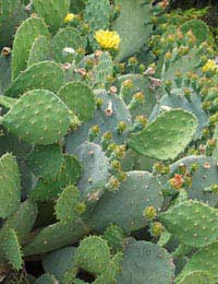 Prickly Pear Cactus Nopal Fruit Food