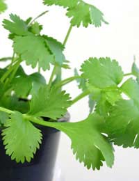 Coriander Slimming Herb Juice Diet
