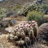 Hoodia Gordonii Diet Appetite